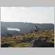 a sheep above burrator reservoir